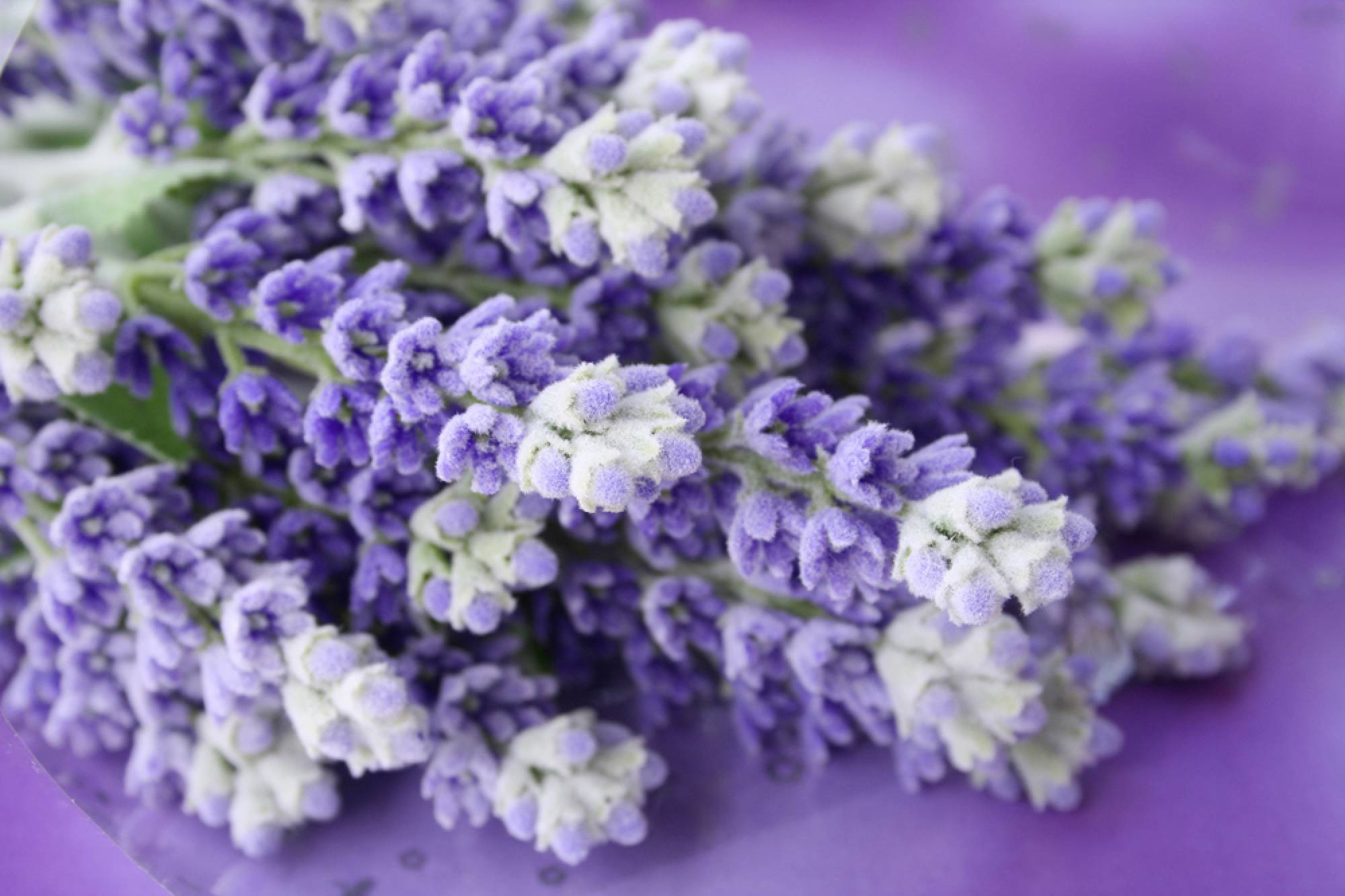 lavanda.jpg